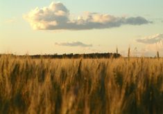 Canadian barley market outlook