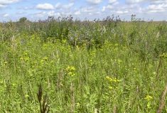 VIDEO: What does a healthy pasture look like?