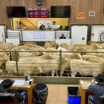 Cattle in the sales ring at Calgary Stockyards, Strathmore.