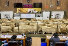 Cattle in the sales ring at Calgary Stockyards, Strathmore.