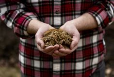 A handful of corn silage. The feeder simulation program gave 4-H members a chance to learn about backgrounding rations, as well as purchasing and marketing cattle.