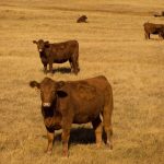 (File photo courtesy Canada Beef Inc.)