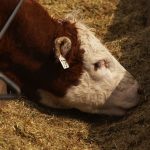 Silage quality versus quantity: The beef producer’s dilemma