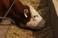 Silage quality versus quantity: The beef producer’s dilemma