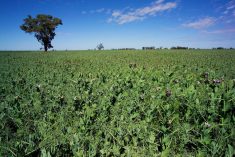 File photo of a field pea crop in western New South Wales, Australia. (Alfio Manciagli/iStock/Getty Images)
