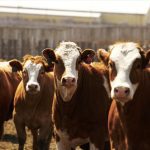 Fed cattle prices hit six-year highs