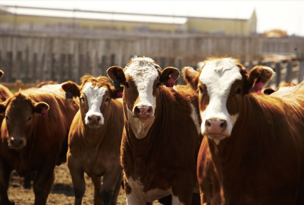 Fed cattle prices hit six-year highs