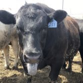 A steer panting excessively due to heat stress.