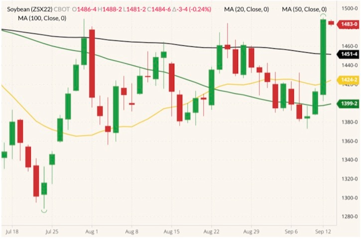 CBOT November 2022 soybeans (candlesticks) with 20-, 50- and 100-day moving averages (yellow, green and black lines). (Barchart)
