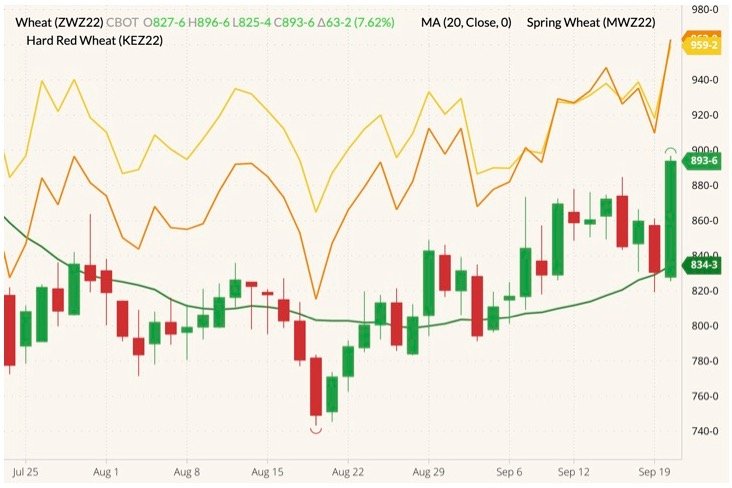 CBOT December 2022 soft red winter wheat (candlesticks) with 20-day moving average (green line), MGEX December 2022 hard red spring wheat (yellow line) and K.C. December 2022 hard red winter wheat (orange line). (Barchart)
