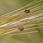 American dog ticks wait for a host to walk by. Ticks carry bacteria that can cause diseases in human and animals alike.