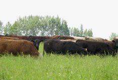 Rebuilding or replacing forage stands