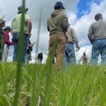Manitoba Beef and Forage Initiative event attendees stand in a teff grass field.