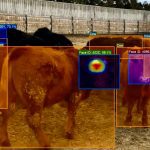 VIDEO: Artificial intelligence at the heart of cattle ID system