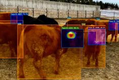 VIDEO: Artificial intelligence at the heart of cattle ID system