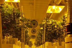 Cannabis plants at a licensed indoor production facility in Winnipeg. (Dave Bedard photo)
