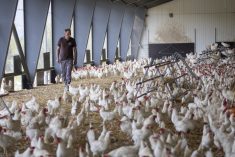 Daniel Wuergler, co-owner of the Gallipool Frasses farm, walks among 18,000 Lohmann Classic laying hens at Les Montets, about 45 km northeast of Lausanne, on Sept. 16, 2022. (Photo: Reuters/Denis Balibouse)

