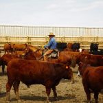 Checking cattle at a feedlot. Researchers are working on a new test to identify the type of bacteria behind individual cases of bovine respiratory disease.