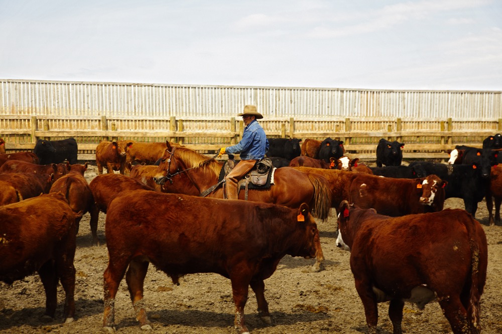 Checking cattle at a feedlot. Researchers are working on a new test to identify the type of bacteria behind individual cases of bovine respiratory disease.