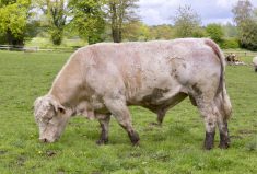 Lice may not be the only culprits causing itching. Environmental sensitivities, premature seasonal shedding and dry skin could also drive cattle to scratch.