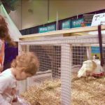 Screengrab of turkeys on display at Canadian Western Agribition in Regina, from a 2017 promotional video. (CWA video screengrab via YouTube)