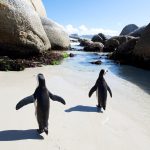 File photo of African jackass penguins at Boulders beach at Cape Town, South Africa. (NeilBradfield/iStock/Getty Images)