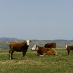 Photo: Canada Beef Inc.