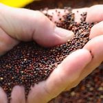 (Photo courtesy Canola Council of Canada)