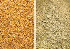 Markets adjusting to barley, corn production estimates