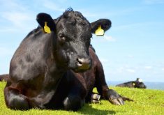 Pay attention to what the cows can tell you — they’re likely all carrying worms, but the ones that have a high body condition score probably aren’t carrying as many worms.