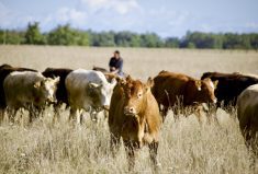 Parasite control in the feedlot