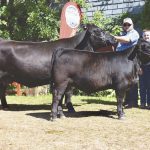 The Ford’s show off their award-winning cattle.