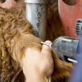 An acceptable implant placement location. While a common recommendation is to place the implant in the middle third of the backside of the ear, RFID and management tags are frequently in the way in this location.