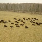 A screen grab from a video of bison in pasture near Turtle Lake, Sask.