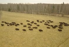 A screen grab from a video of bison in pasture near Turtle Lake, Sask. 