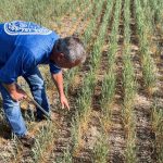 Gary Millershaski, a farmer and scout on the Wheat Quality Council’s Kansas wheat tour, inspects winter wheat stunted by drought near Syracuse, about 170 km west of Dodge City, on May 18, 2022. (File photo: Reuters/Julie Ingwersen)