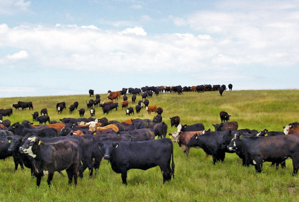 The invasion of noxious weeds on rangelands can have a substantial impact on a pasture’s grazing capacity.