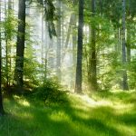 Comment: A lighted place