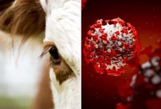 Viewing COVID-19 from a veterinary practice perspective