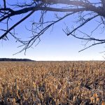 Corn west of Mitchell, Man. on Oct. 17, 2018. (Dave Bedard photo)
