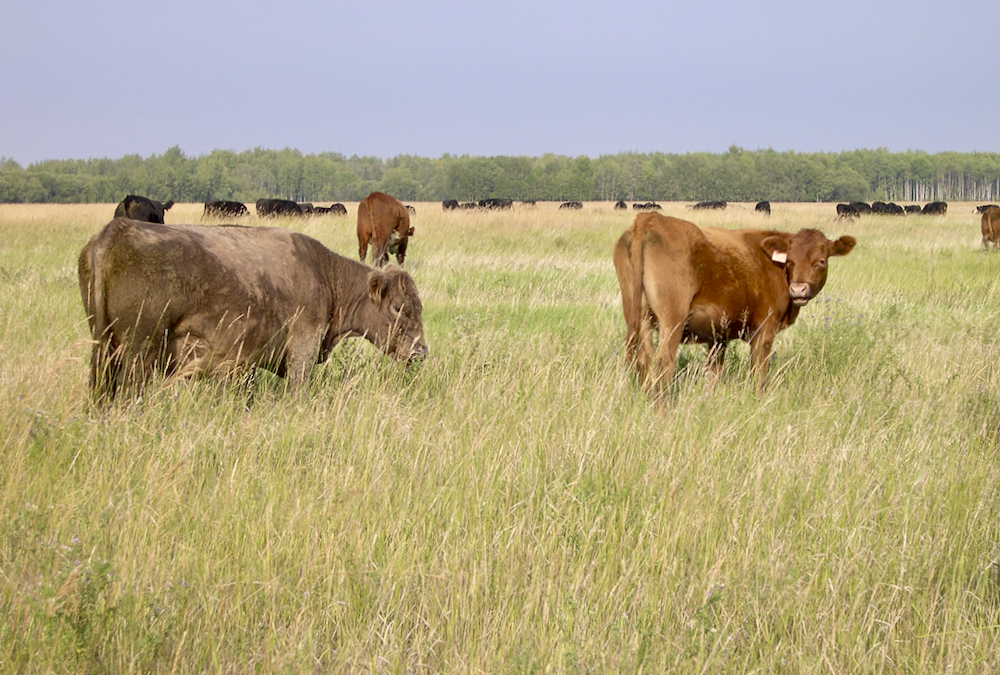 Grazing over-mature forages cuts feeding and corral-cleaning costs and retains nitrogen on the land.