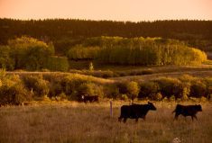 Recent research from the University of Alberta finds that adaptive multi-paddock (AMP) grazing can speed the carbon cycle.