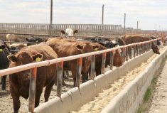 Maximizing growth while limiting digestive disorder can make wheat grain a profitable addition to feedlot diets.