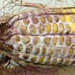 Mycotoxins, such as vomitoxin, are produced primarily by Gibberella ear moulds (seen here) and can be disruptive when fed to livestock, especially hogs. Photo: OMAFRA