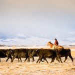 A man on horseback works cattle near Livingston, Montana. Vence’s virtual fencing systems have been used in Montana and other parts of the U.S., but in 2023, the systems will be trialed for the first time in Canada near Big River, Sask.