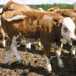 Newly weaned calves need to be housed in a clean, dry environment and have sufficient space to lay down and move around without feeling undue stress due to overcrowding.