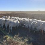 Garner Deobald’s Charolais heifers eat canola meal from a trough during his work with the canola meal research project.