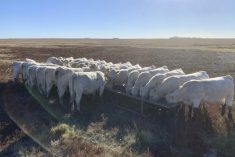 Garner Deobald&rsquo;s Charolais heifers eat canola meal from a trough during his work with the canola meal research project.