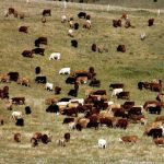 Each time anthrax hits the news, the veterinary community goes through a list of questions.