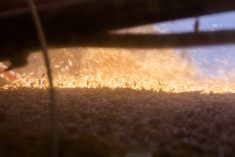 File photo of barley being loaded off the combine. (Collab Media/iStock/Getty Images)
